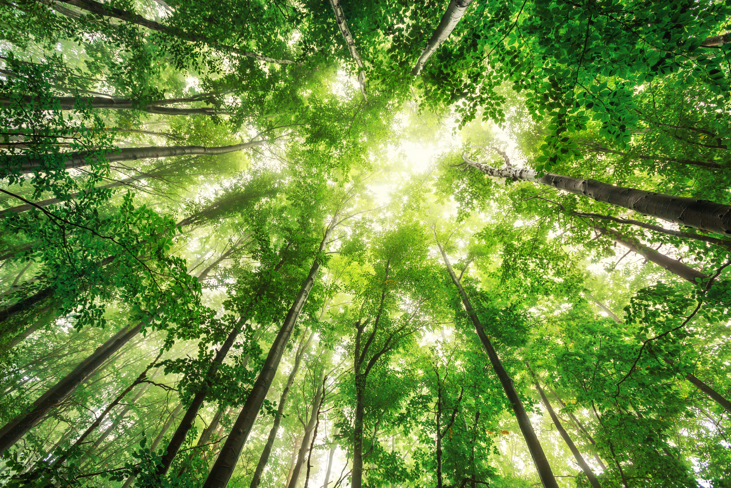 3.000.000 Bäume zum World Environment Day 2021!