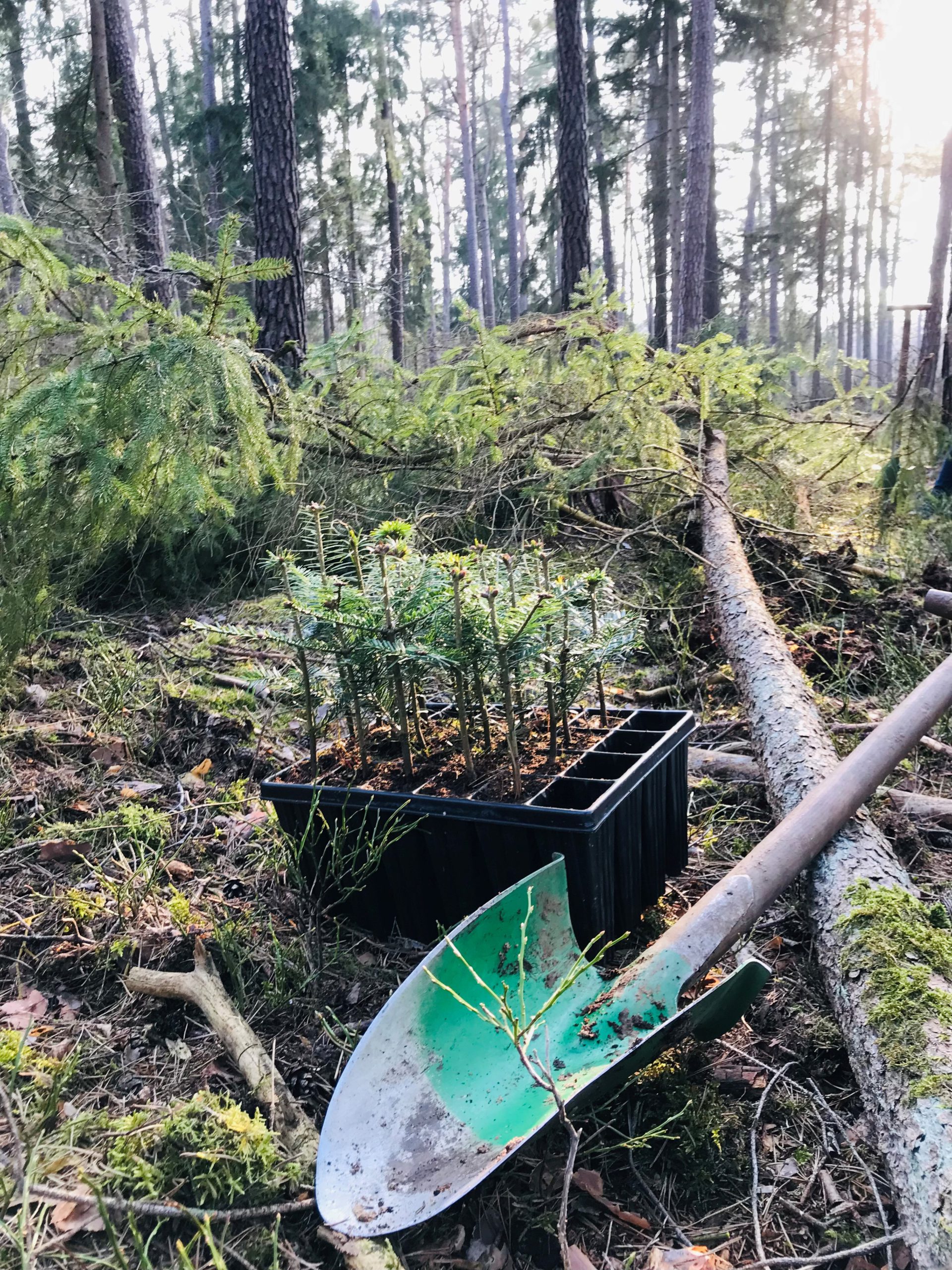 Die Webgains Baumpflanzaktion