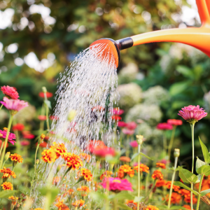 a watering can watering flowers