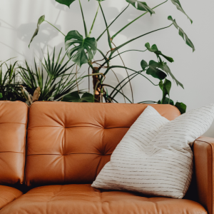 sofa corner with plants